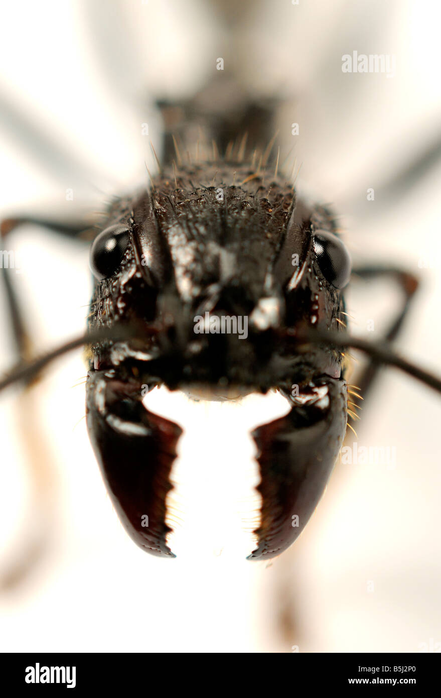 Isula or Bullet Ant Paraponera clavata ant Stock Photo