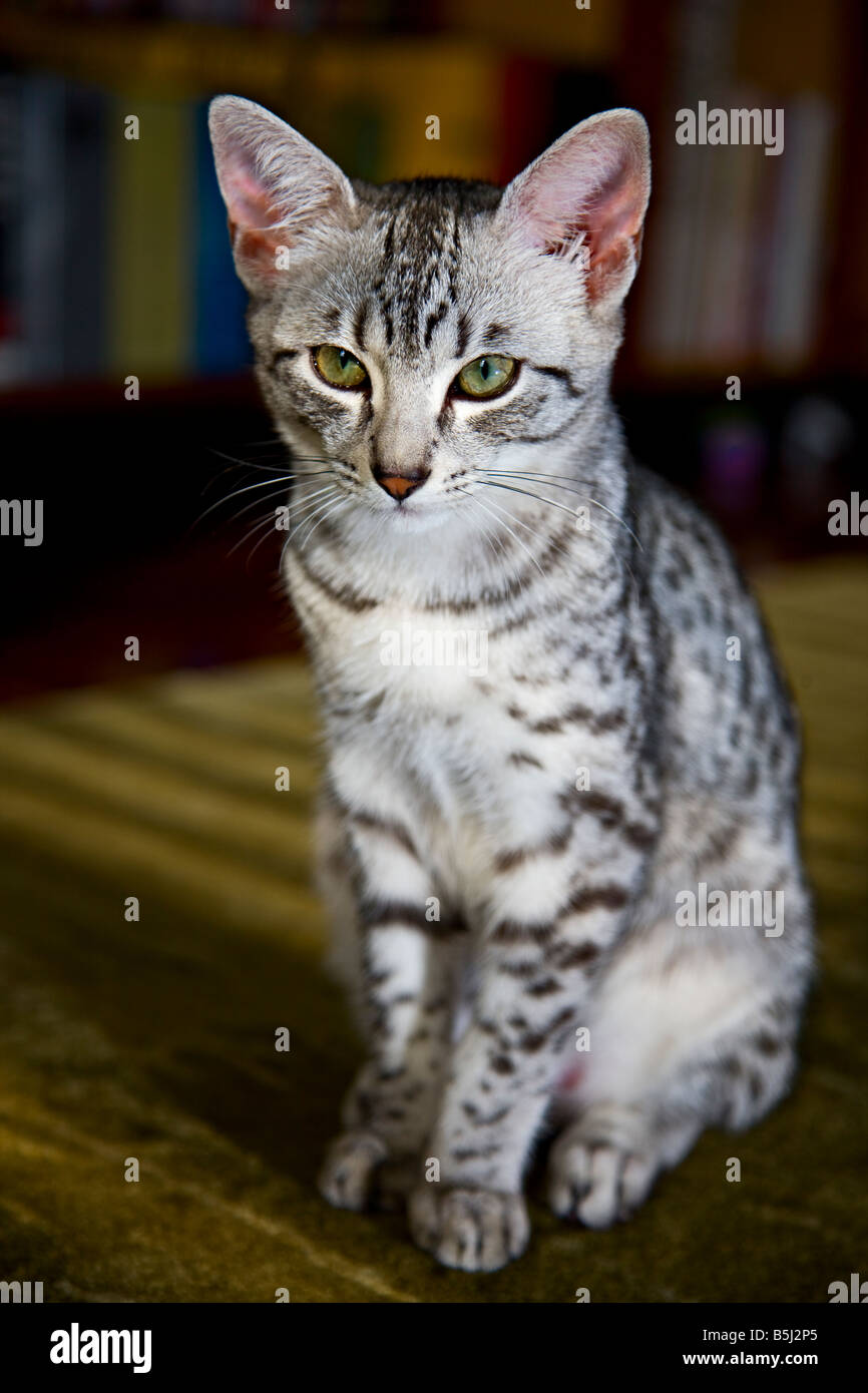 Egyptian Mau kitten Stock Photo - Alamy