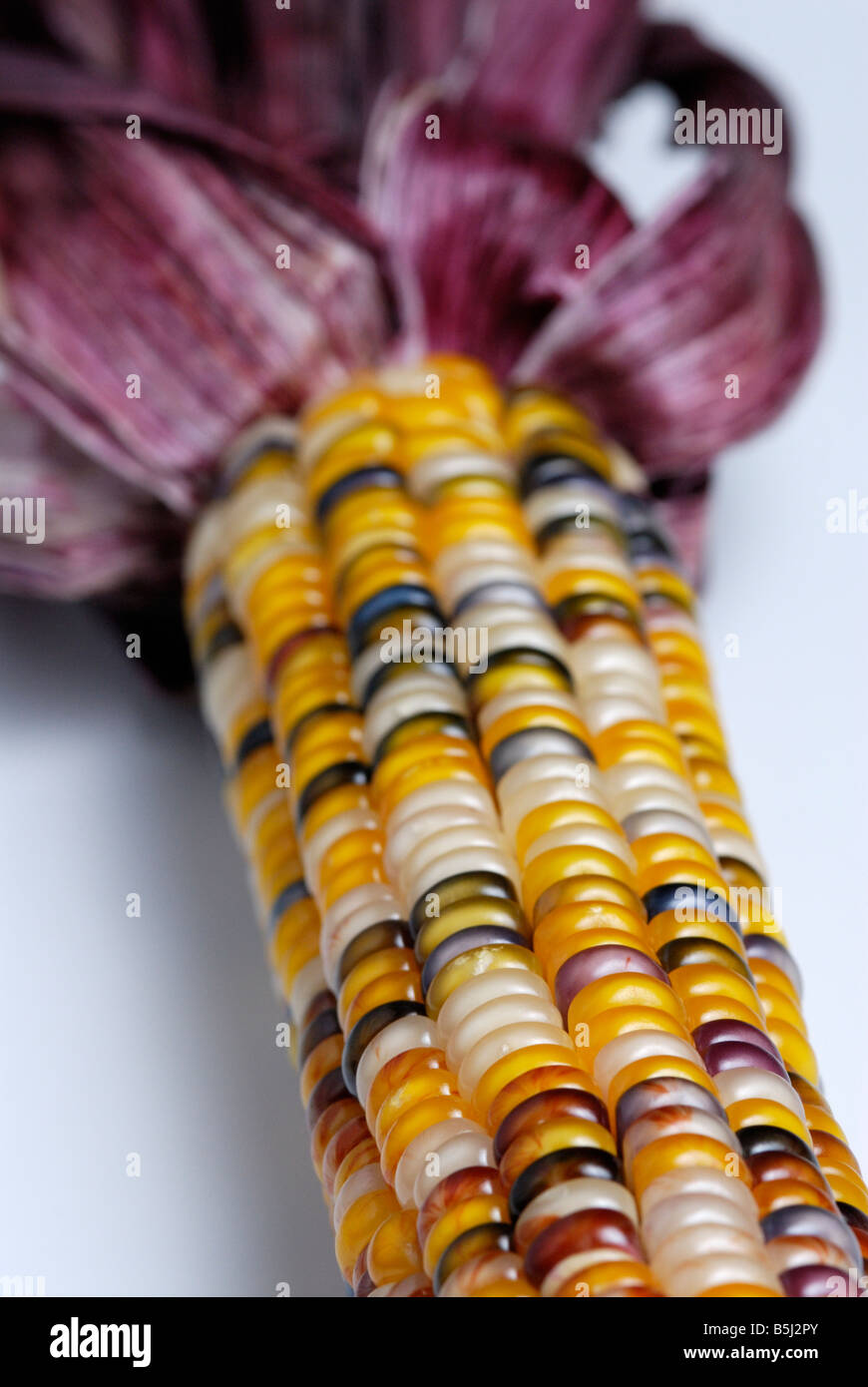 Colorful colourful Indian corn, maize Stock Photo