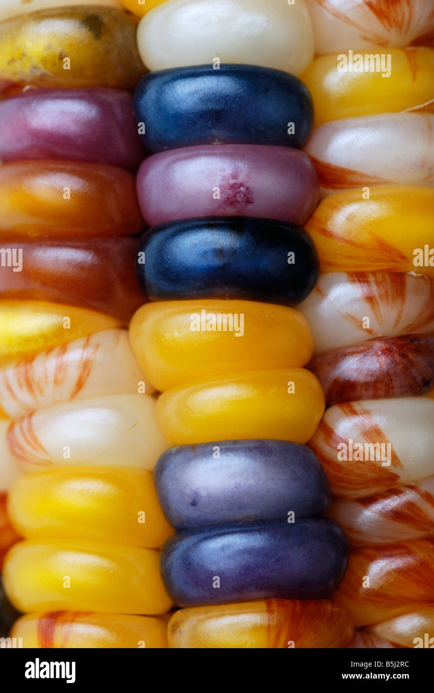 Colorful colourful Indian corn, maize, close-up Stock Photo
