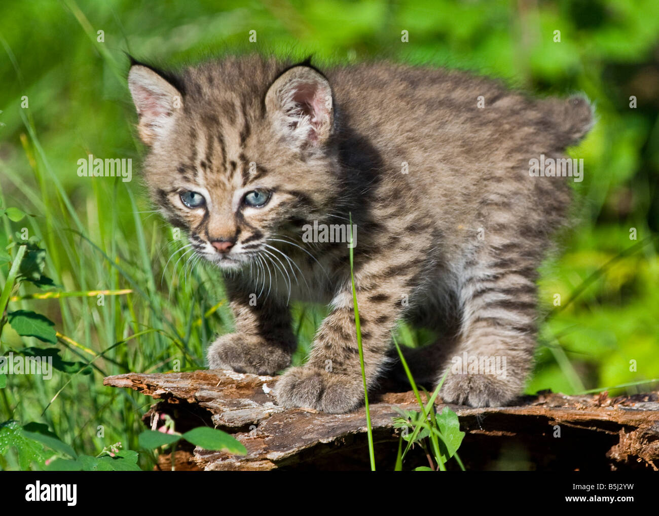 Bobcat kitten standing on a log controlled conditions Stock Photo Alamy
