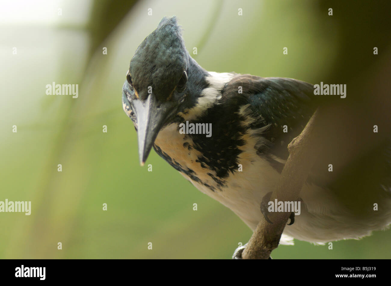 Amazon kingfisher Chloroceryle amazona Stock Photo