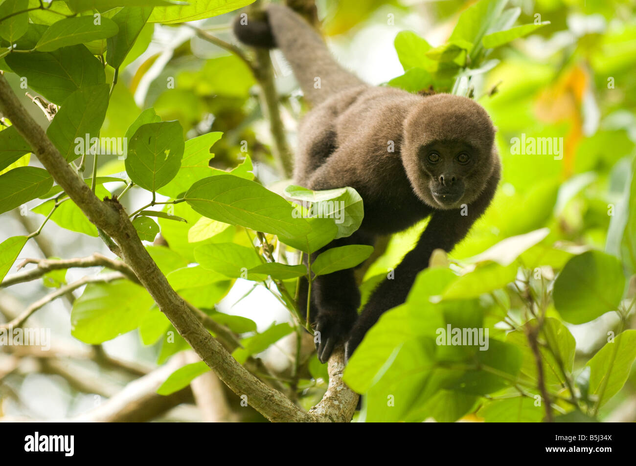 Humboldt's woolly monkey Lagothrix lagotricha lagotricha Stock Photo