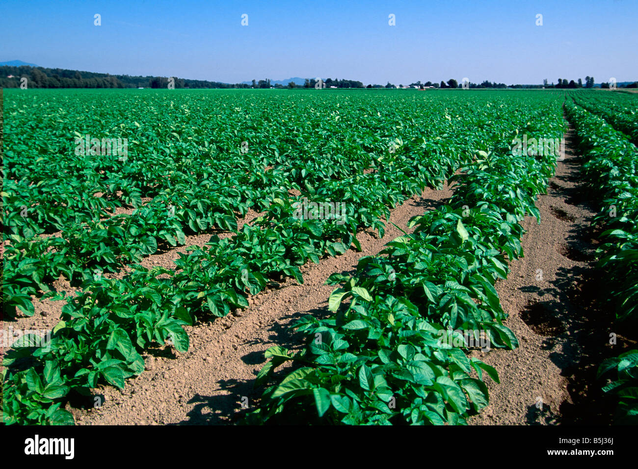 Potatoes Rows Hilled potato rows hi-res stock photography and images - Alamy