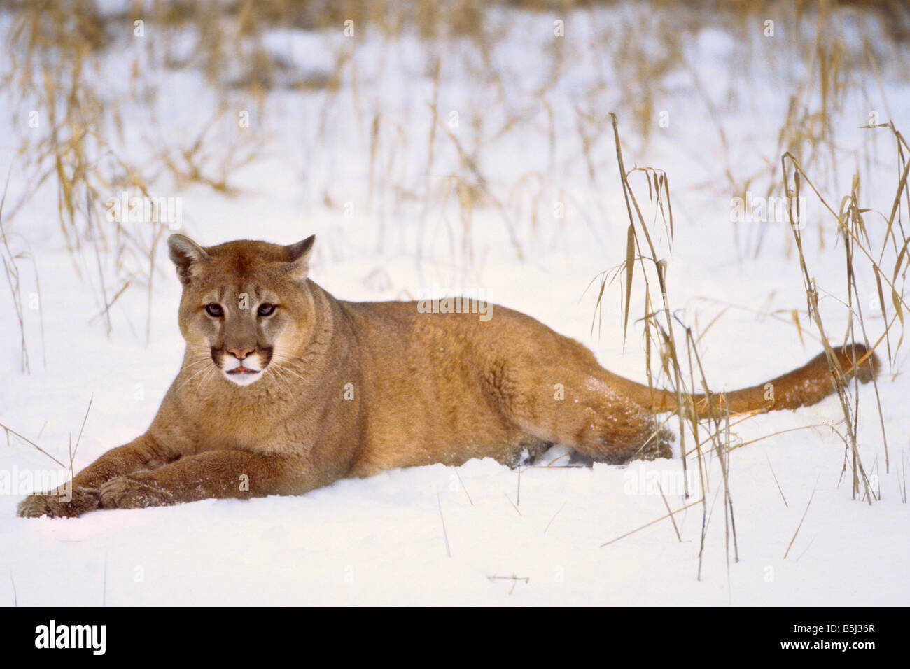 Mountain lion in the snow - controlled conditions Stock Photo