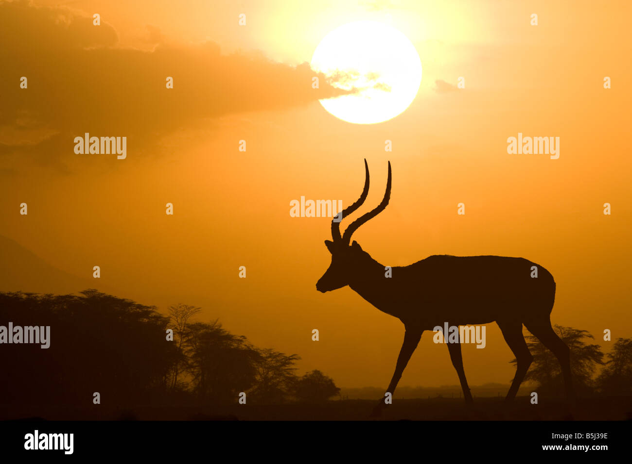 Impala at sunset, Amboseli National Park, Kenya Stock Photo