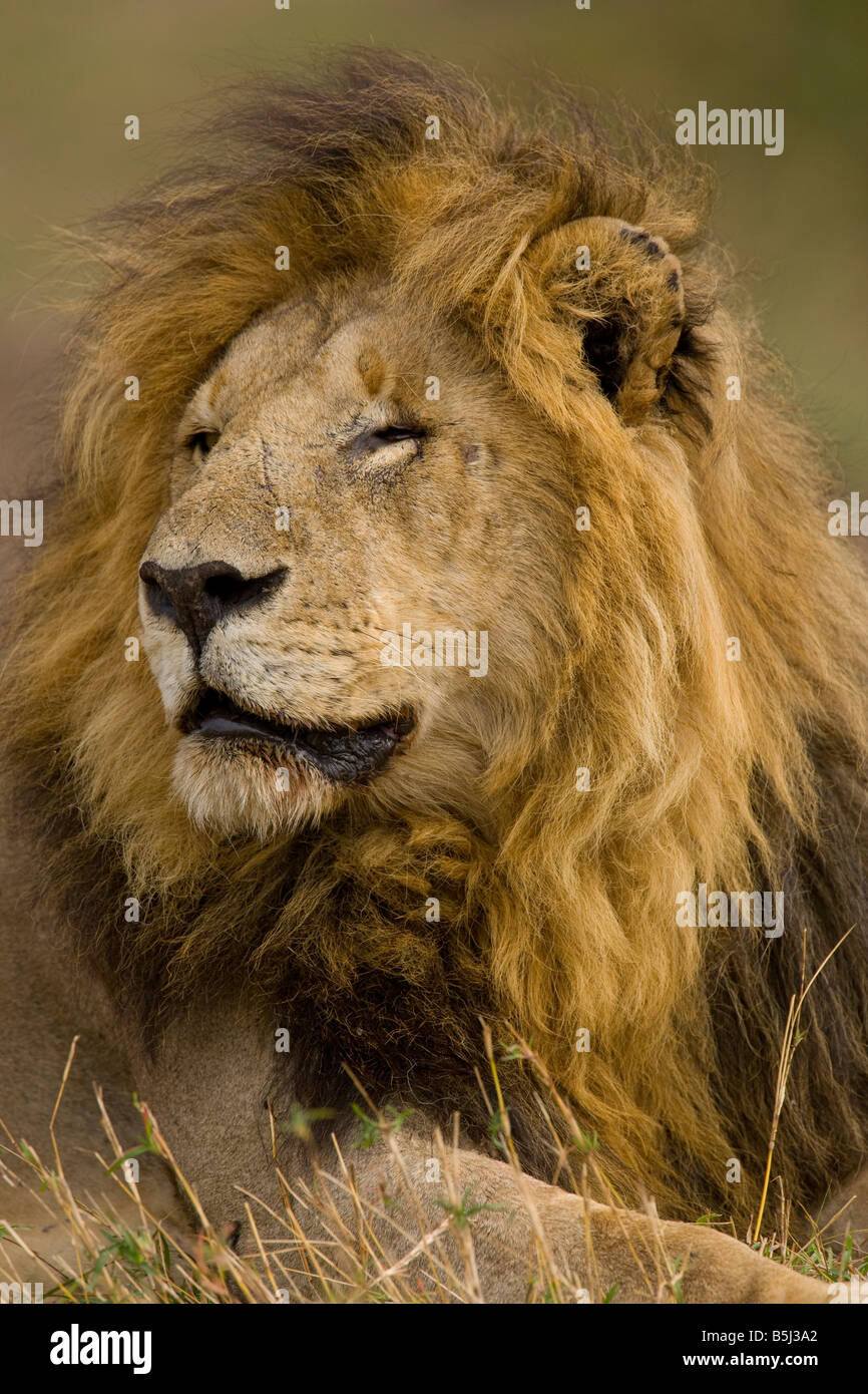 Masai mara national park hi-res stock photography and images - Alamy