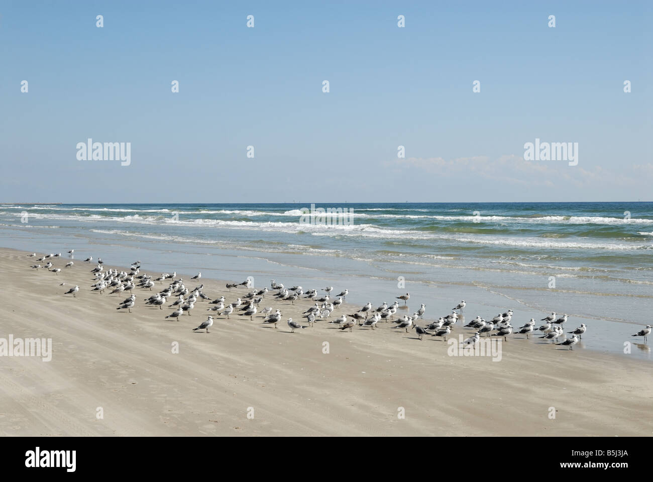 Seagulls on the beach of Padre Island, south Texas USA Stock Photo Alamy