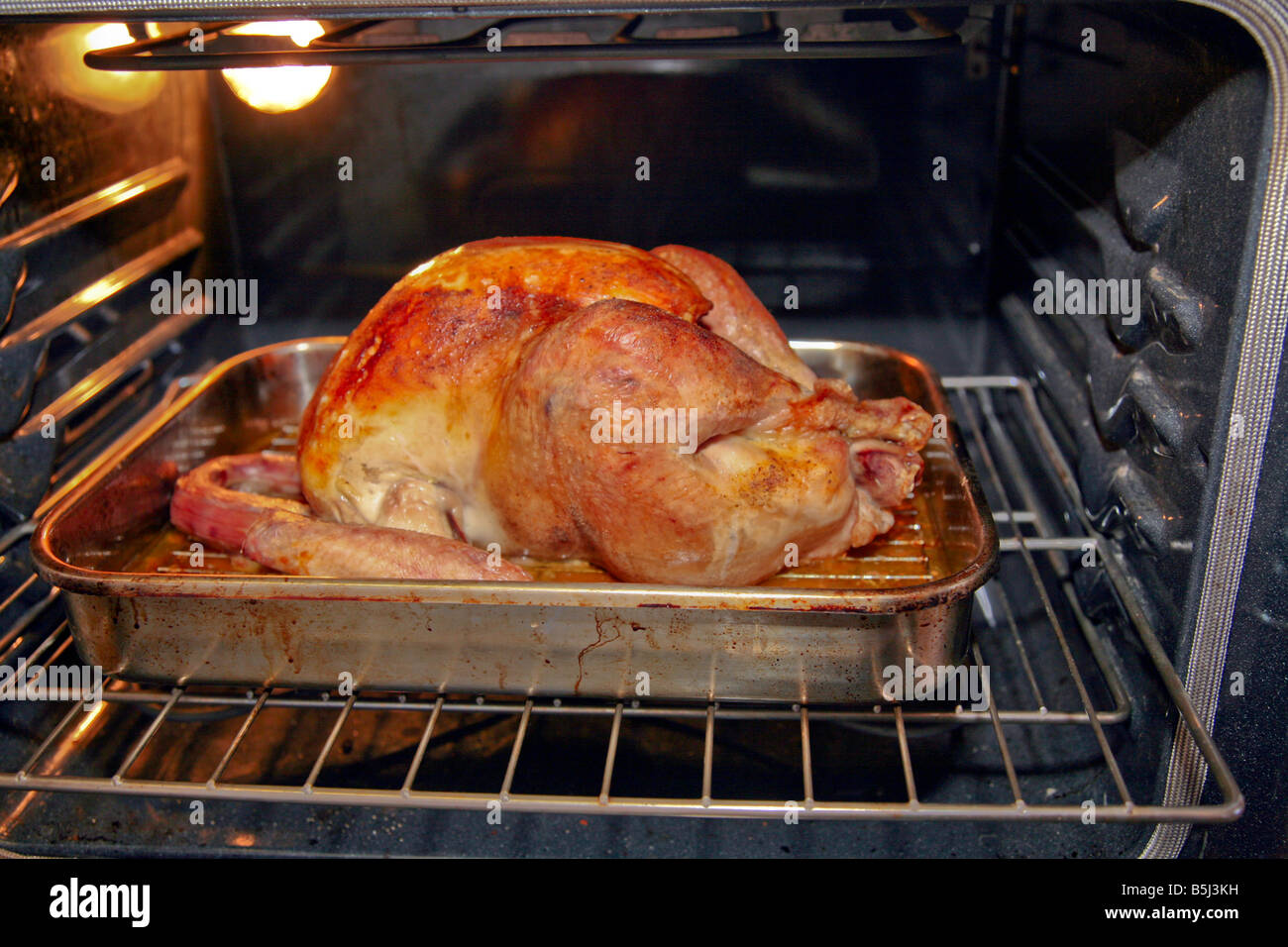 Turkey in Oven Preparing a Thanksgiving or Christmas Turkey Dinner in North America Stock Photo