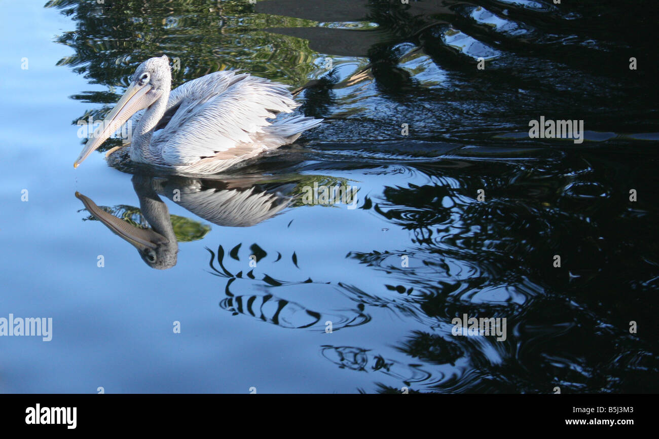 USA A pink-backed pelican swims across a reflection pond Stock Photo