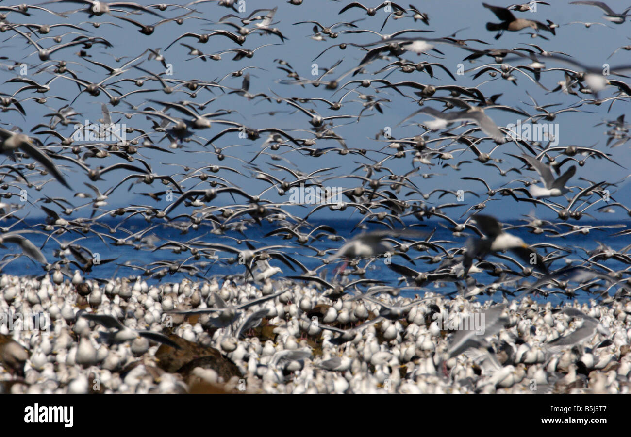Dense flock of various species of Gulls in flight at Parksville Bay