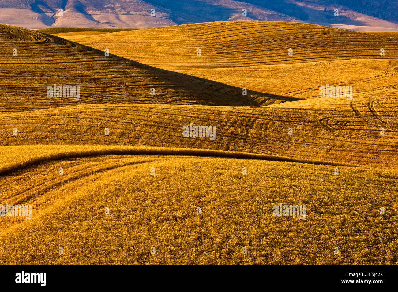 Rolling hills of grain in late afternoon in the Palouse region of