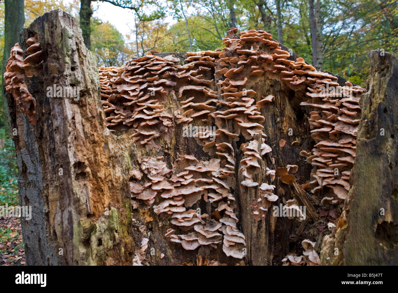 Fungus growing out of a tree stump Stock Photo