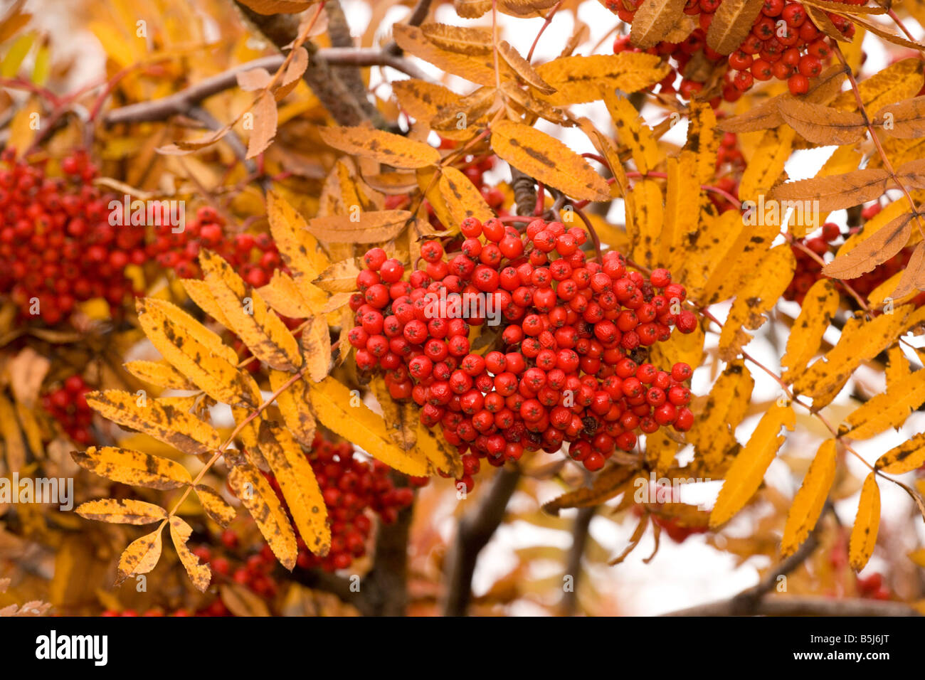 Rowan mountain ash in fruit with autumn colour Stock Photo