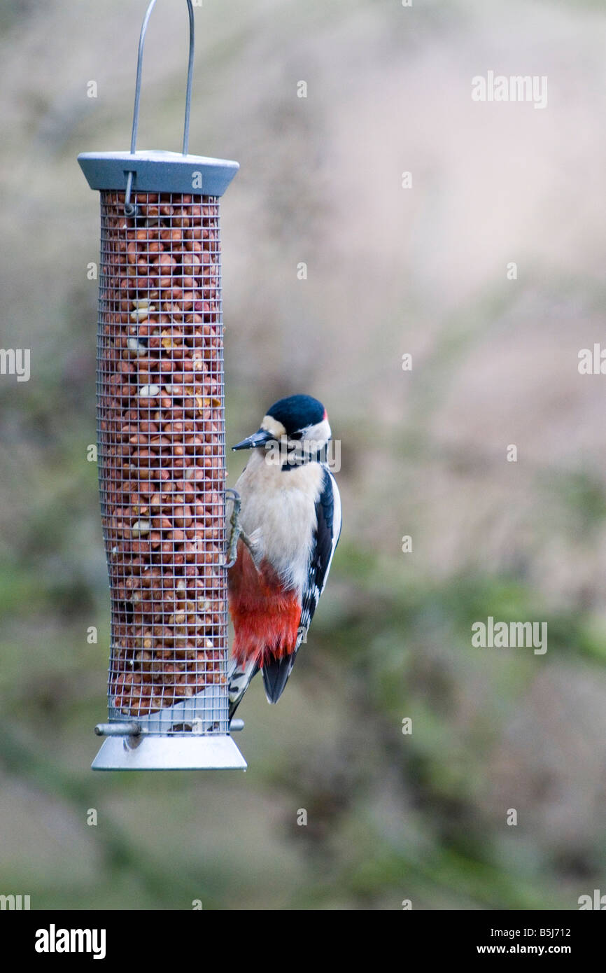 Great Spotted Woodpecker - Dendrocopos major Stock Photo