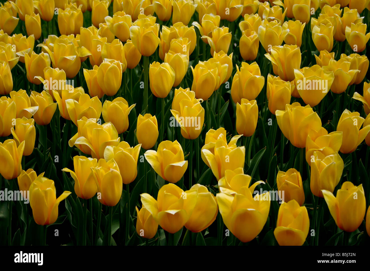 A bed of yellow tulips blooms in late April at Longwood Gardens in Square, Pennsylvania