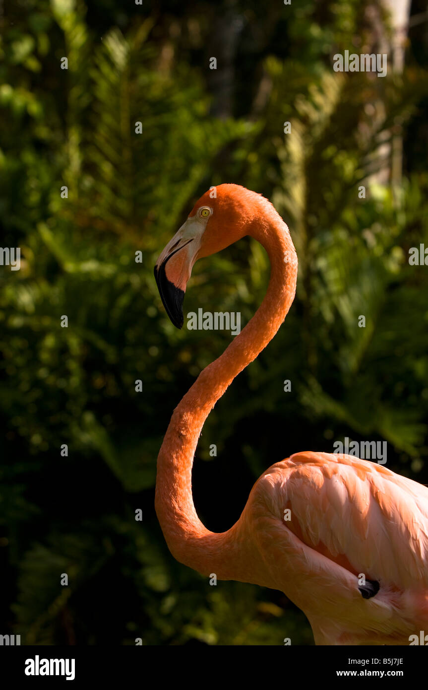 United States Of America Florida Sarasota Jungle Gardens flamingos