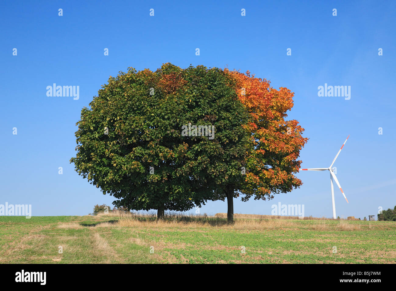contradiction between nature and technique, Rhineland-Palatinate, Eifel, Eifel landscape, two trees in autumnal colors on a meadow, in the background a wind wheel Stock Photo