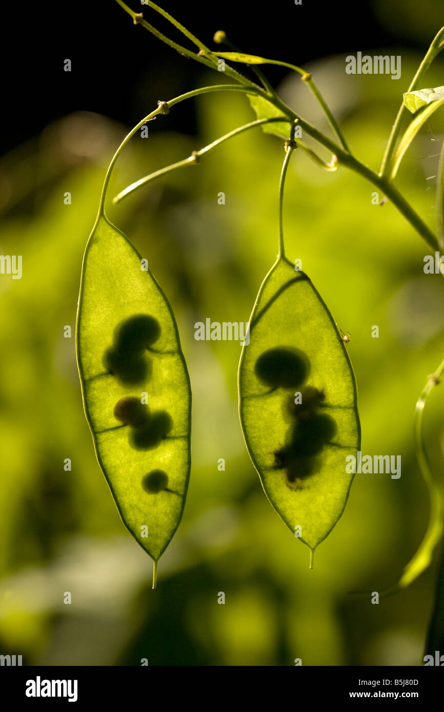 Rediva Lunaria Rediviva Seeds