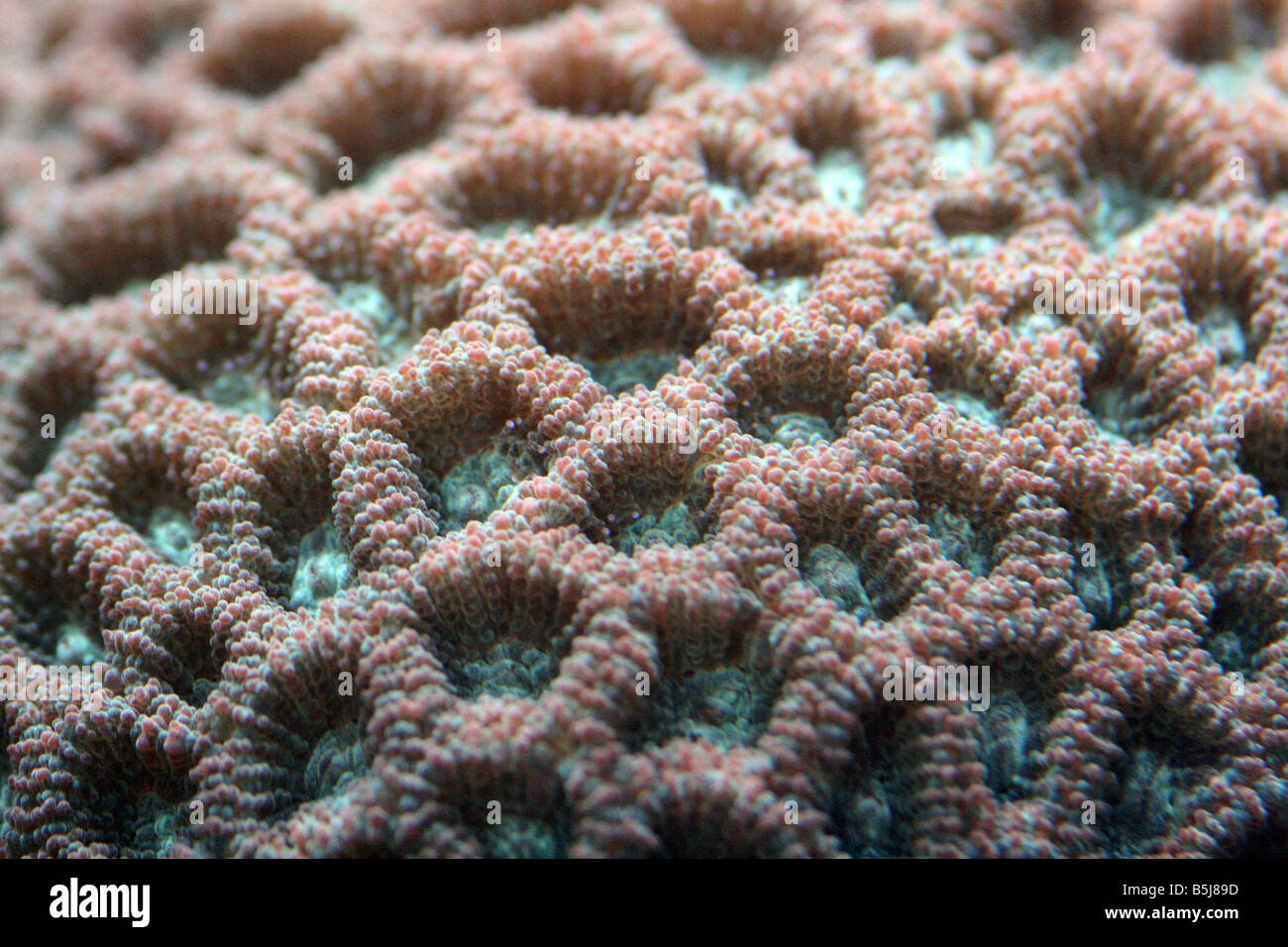 Macro image of favia (brain) coral Stock Photo