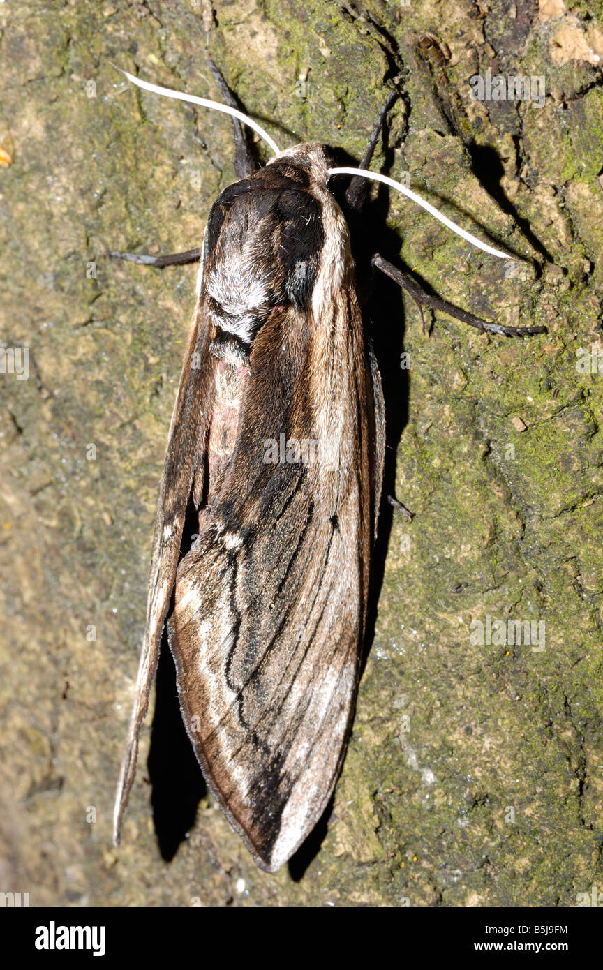 Privet Hawk Moth Stock Photo