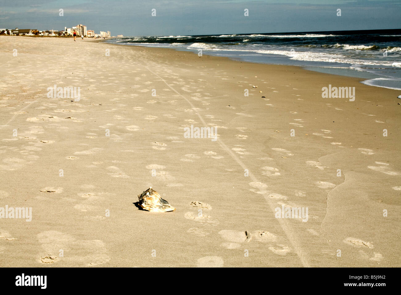 Lone conch shell on the beach amid footprints and bicycle tire tracks in Jacksonville Beach, Florida Stock Photo