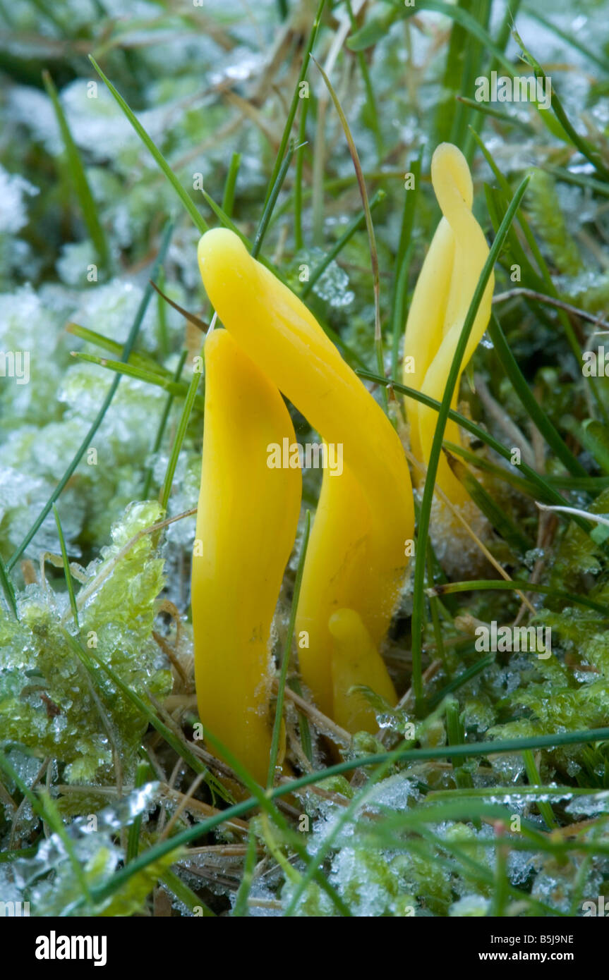 Golden spindles in grassland after heavy frost Clavulinopsis fusiformis New Forest Stock Photo
