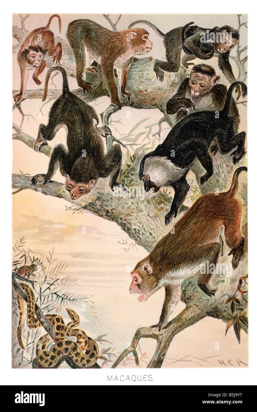 Cercopithecinae Examples Illustration macaques hi-res stock photography and images - Alamy