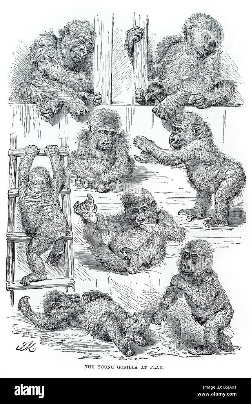 Gorillini gorilla TroglodytesYOUNG  PLAYING baby immature Stock Photo