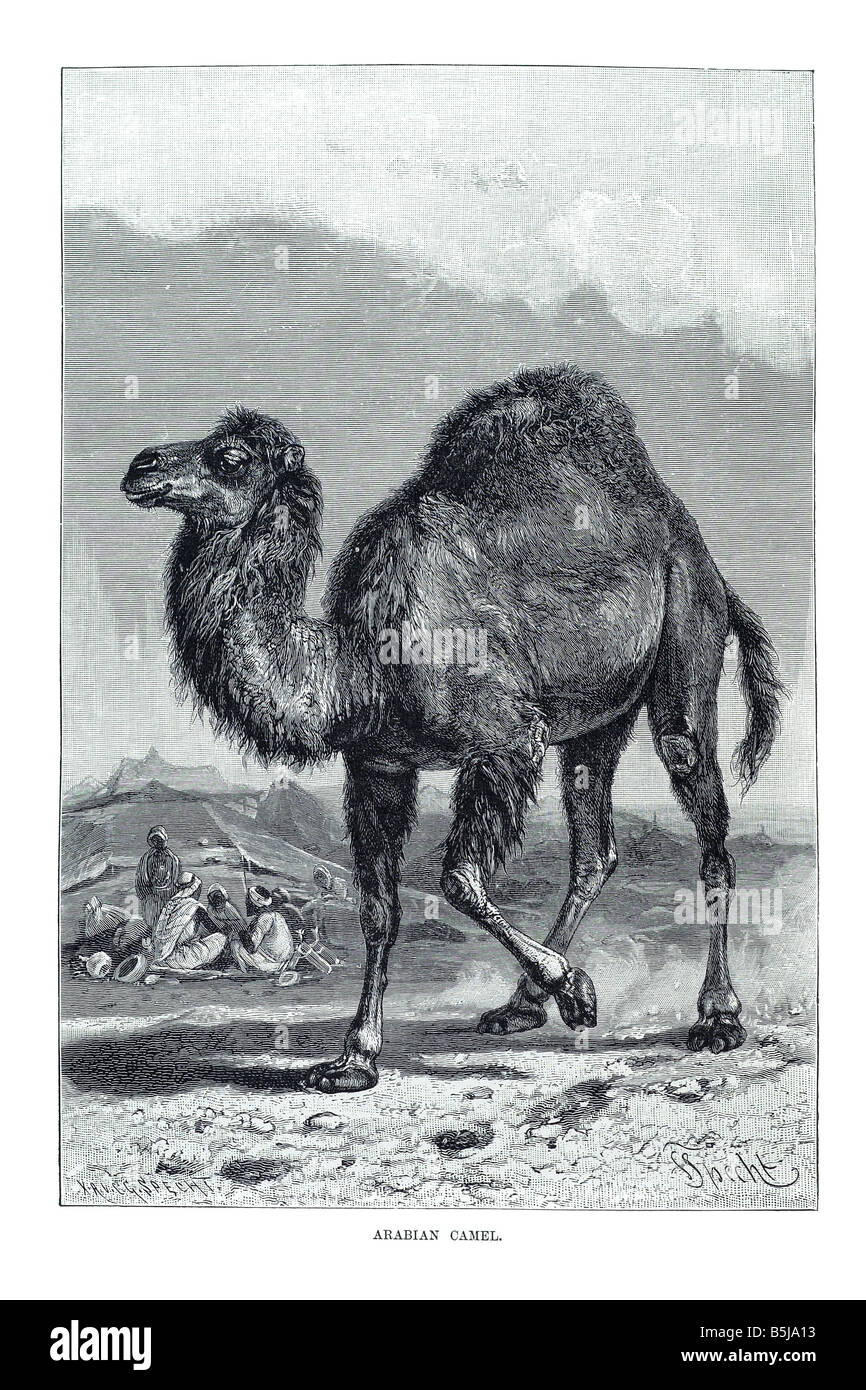 Dromedary camel Camelus dromedarius  even-toed ungulate large Camelidae Stock Photo
