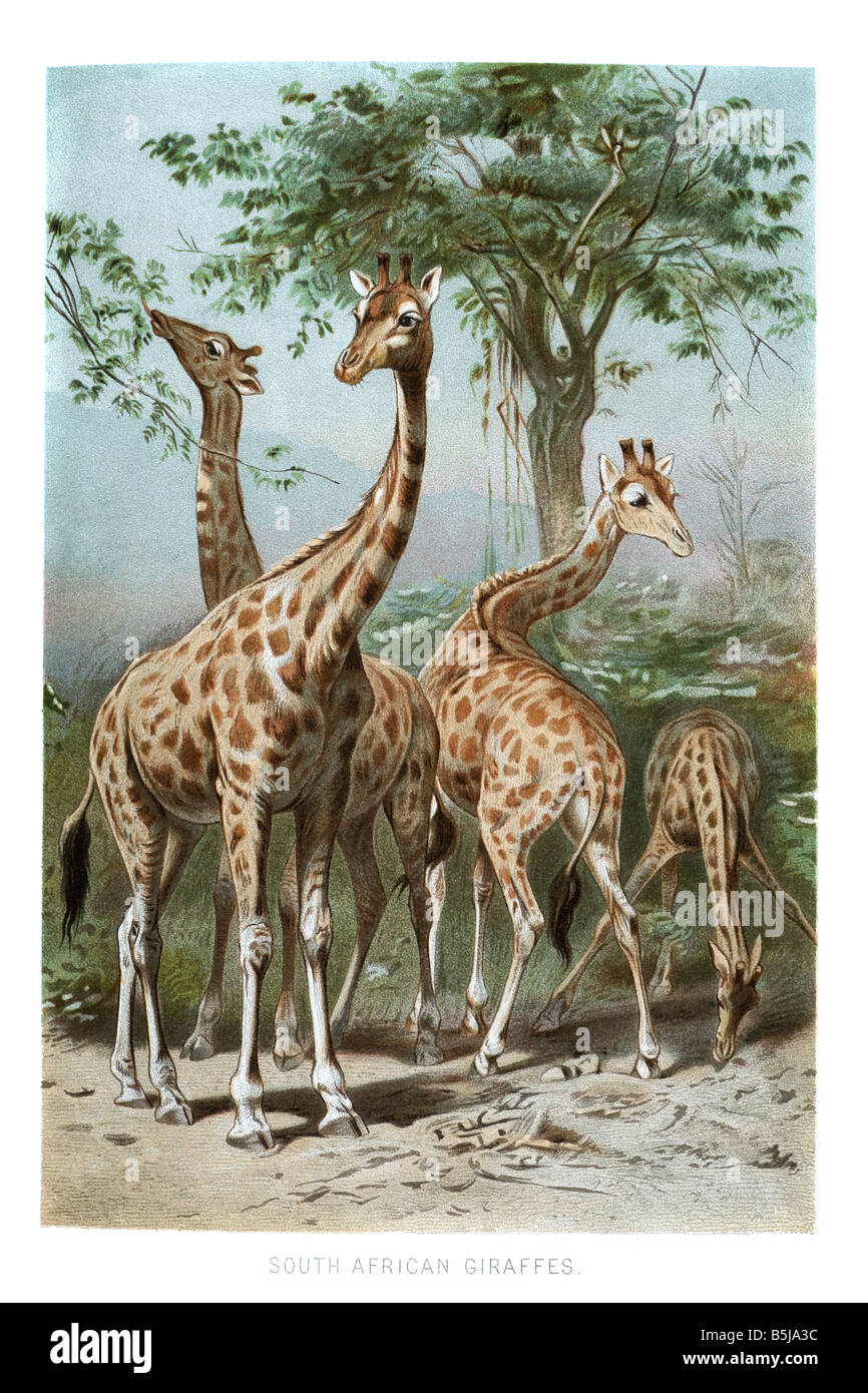 giraffe Giraffa camelopardalis African even-toed ungulate mammal Stock Photo