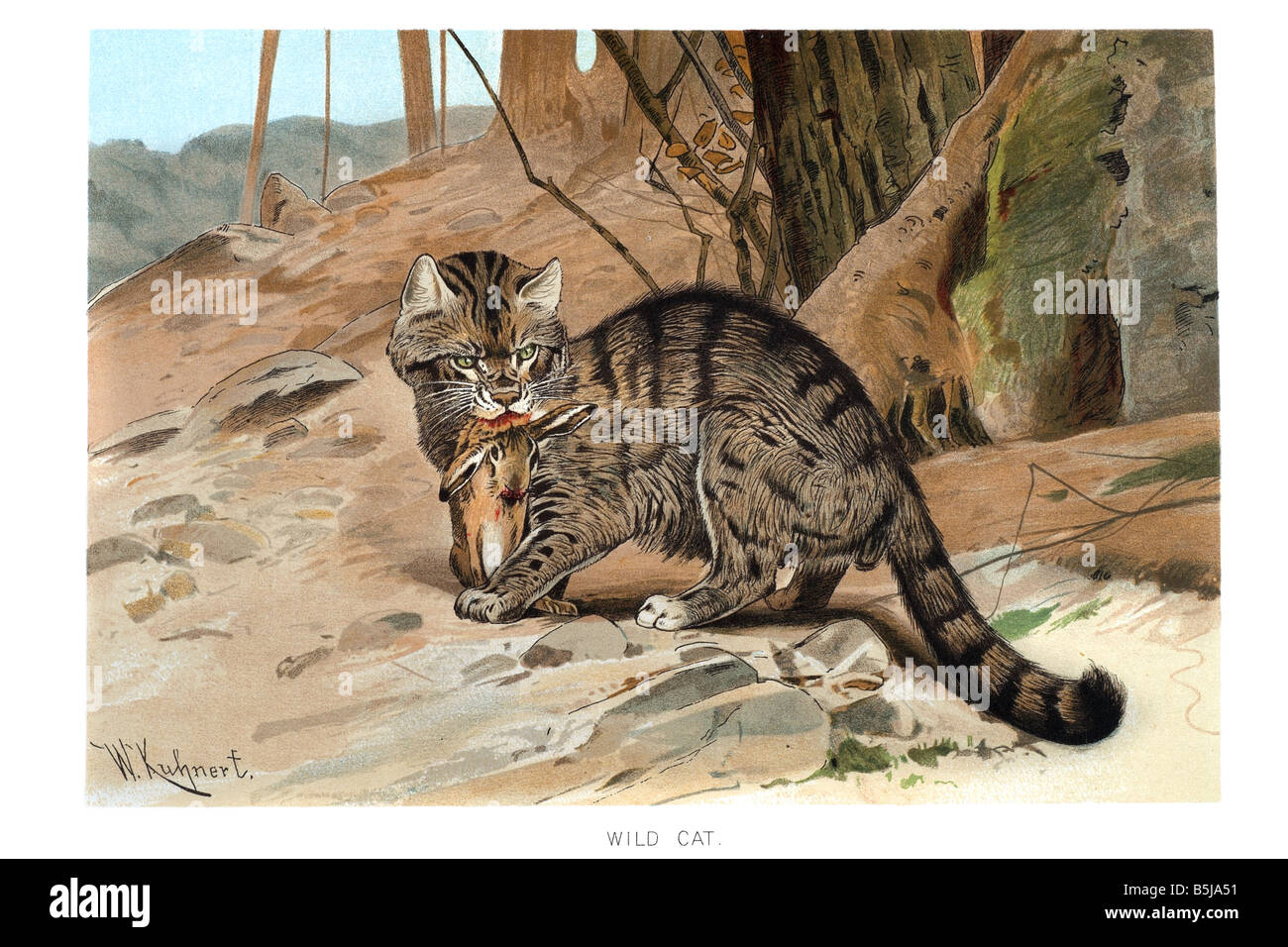 Kingdom: Animalia Phylum: Chordata  Class: Mammalia  Order: Carnivora  Family: Felidae  Genus: Felis  Species: F. silvestr Stock Photo