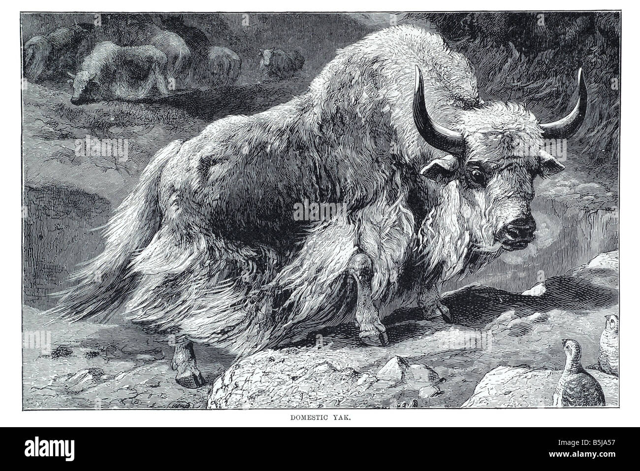 yak Bos grunniens Richard Lydekker 1849 1915 English naturalist, geologist writer book London Geological Survey India vertebrate Stock Photo