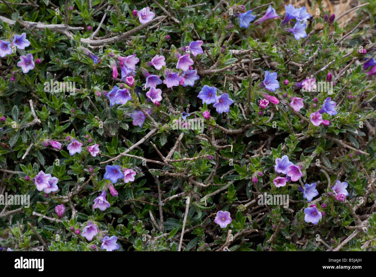 A shrubby gromwell Lithodora hispidula Crete Stock Photo