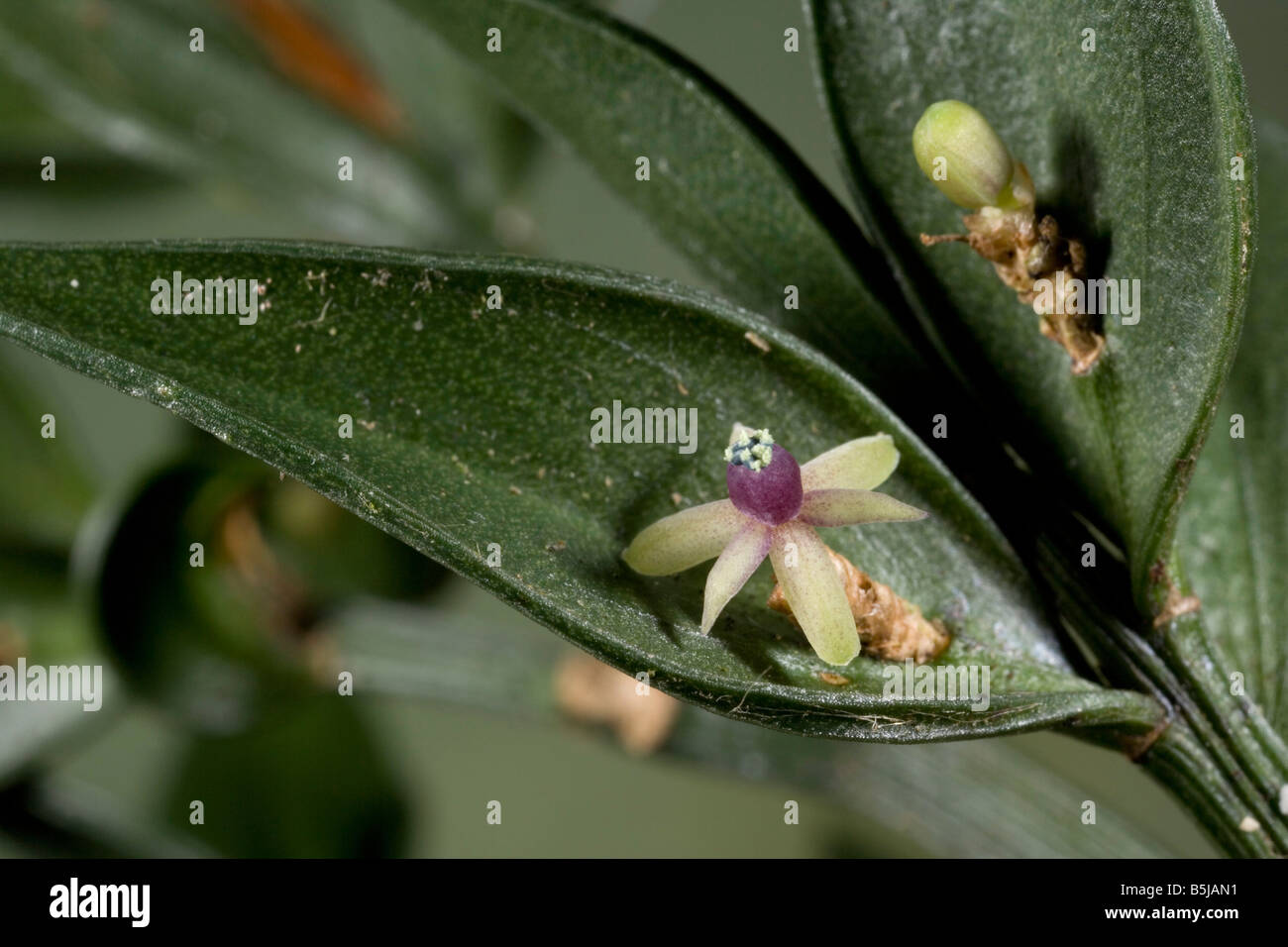 Butcher's broom in flower Excellent example of a cladode with the flower on a modified stem Ruscus aculeatus Stock Photo