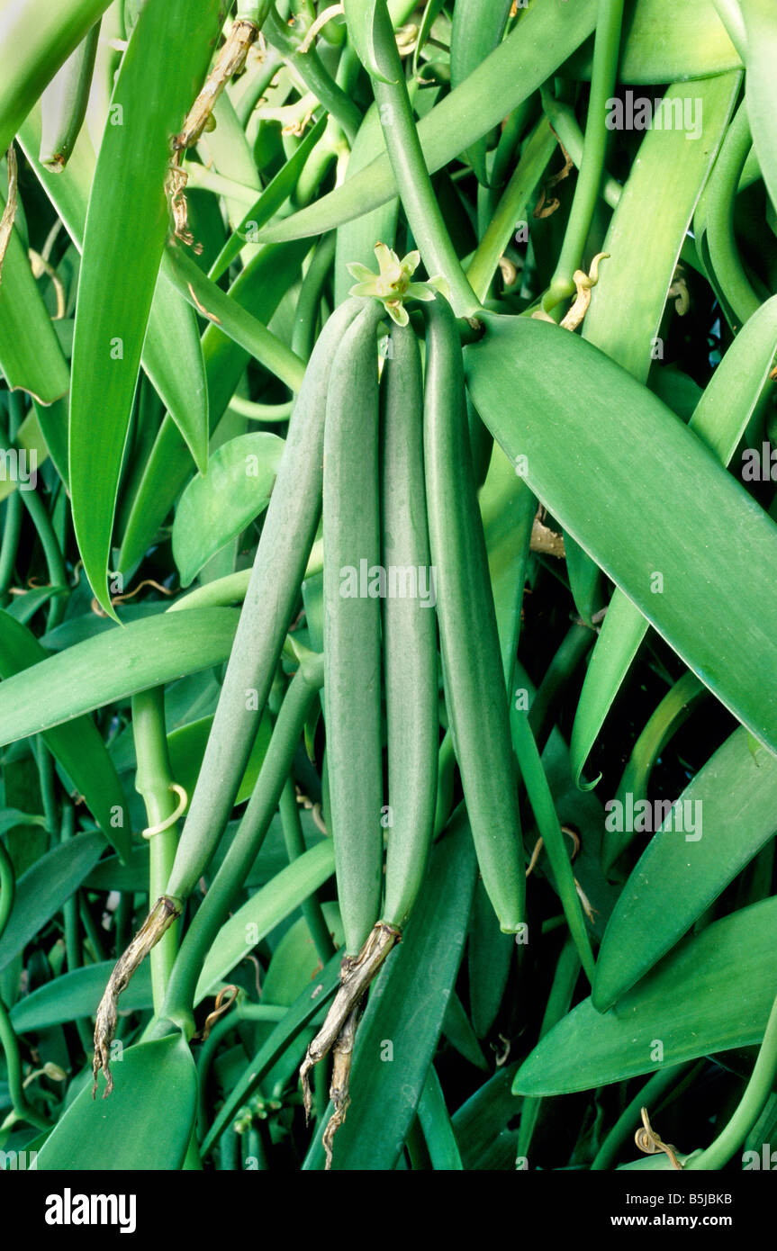Vanilla Beans maturing on vine. Stock Photo
