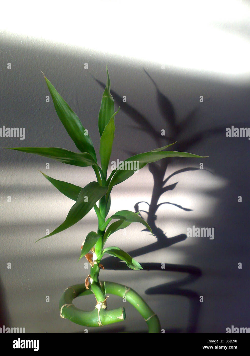 fulvic acid in plants Katyayani Humic Acid 98% for Plants