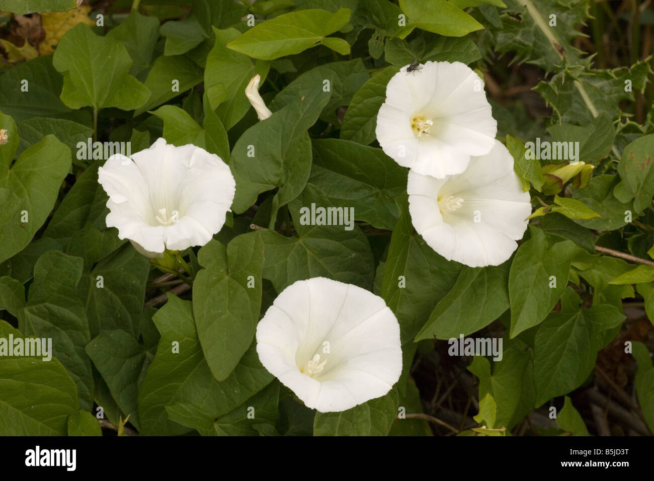 Bindweed hedge hi-res stock photography and images - Alamy