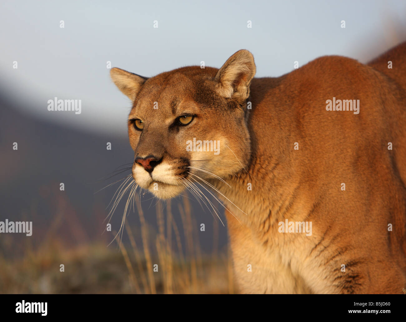 Mountain lion, cougar, puma Stock Photo