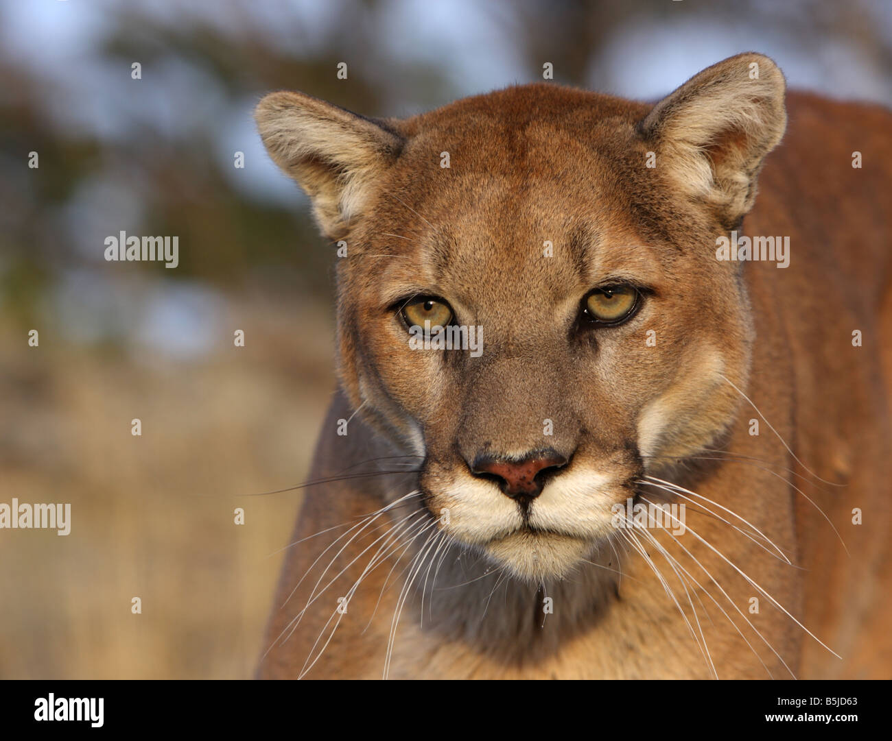 Mountain lion, cougar, puma Stock Photo
