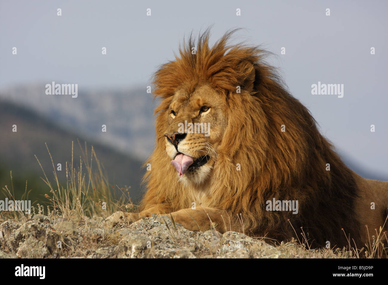 Lion face hi-res stock photography and images - Alamy