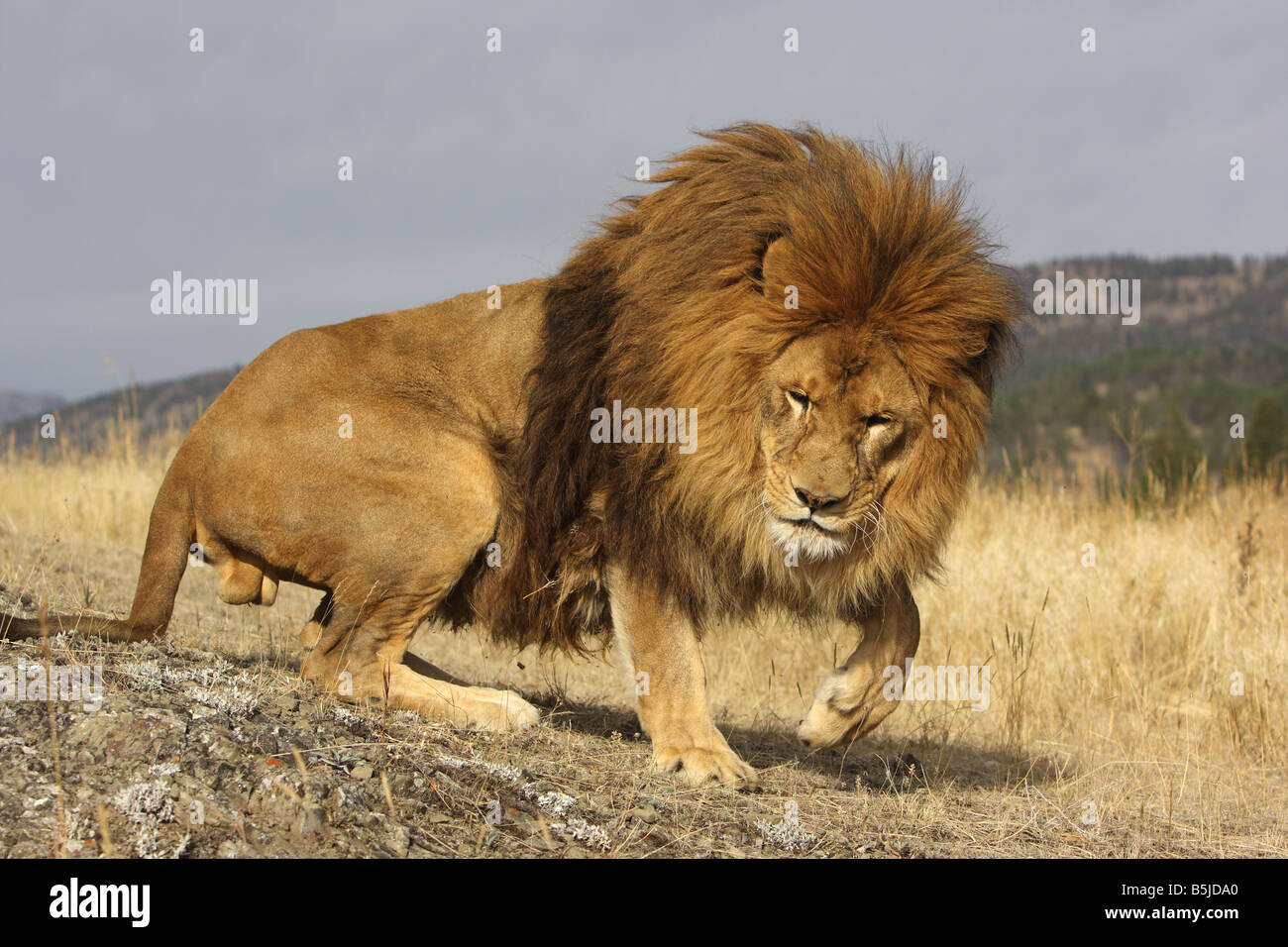 Lion male hi-res stock photography and images - Alamy