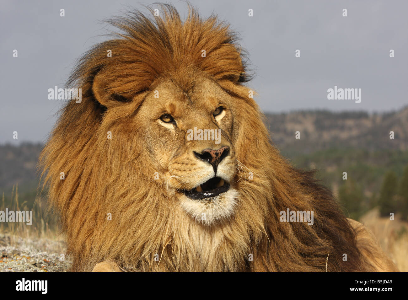 Lion Close Up Of Face High Resolution Stock Photography and Images - Alamy