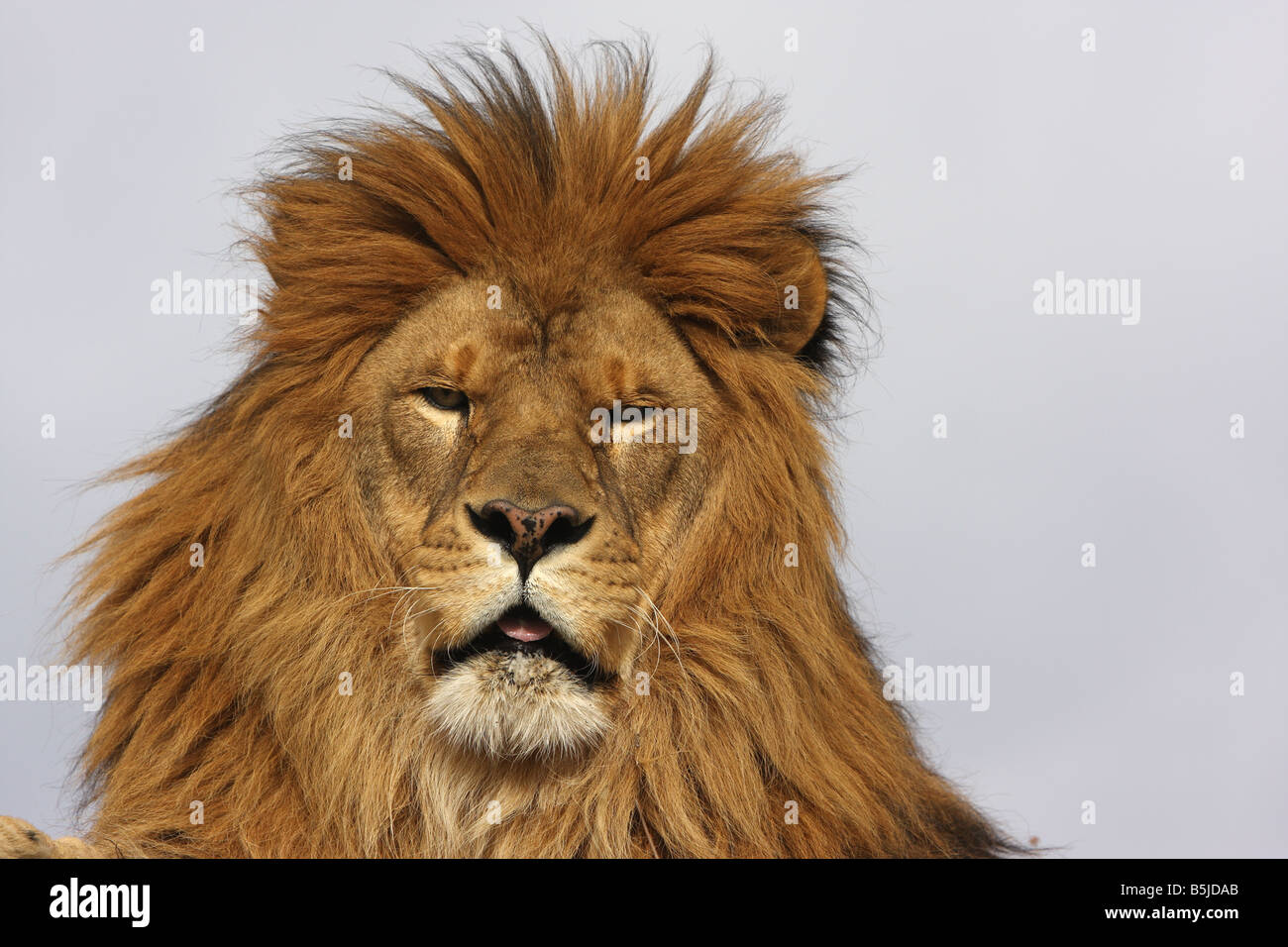 Lion Stock Photo