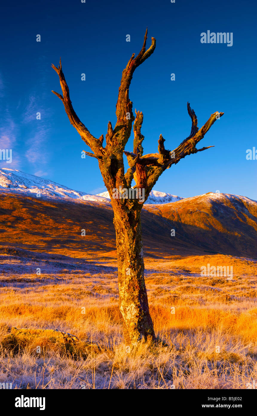 Dead tree standing on Rannoch Moor Glen Coe Scottish Highlands Stock Photo