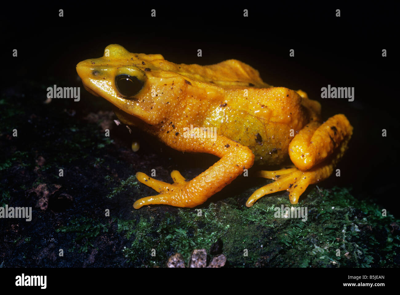 Yellow harlequin frog actually a toad Atelopus oxyrhynchus Bufonidae a warningly colored diurnal species, rainforest Venezuela Stock Photo