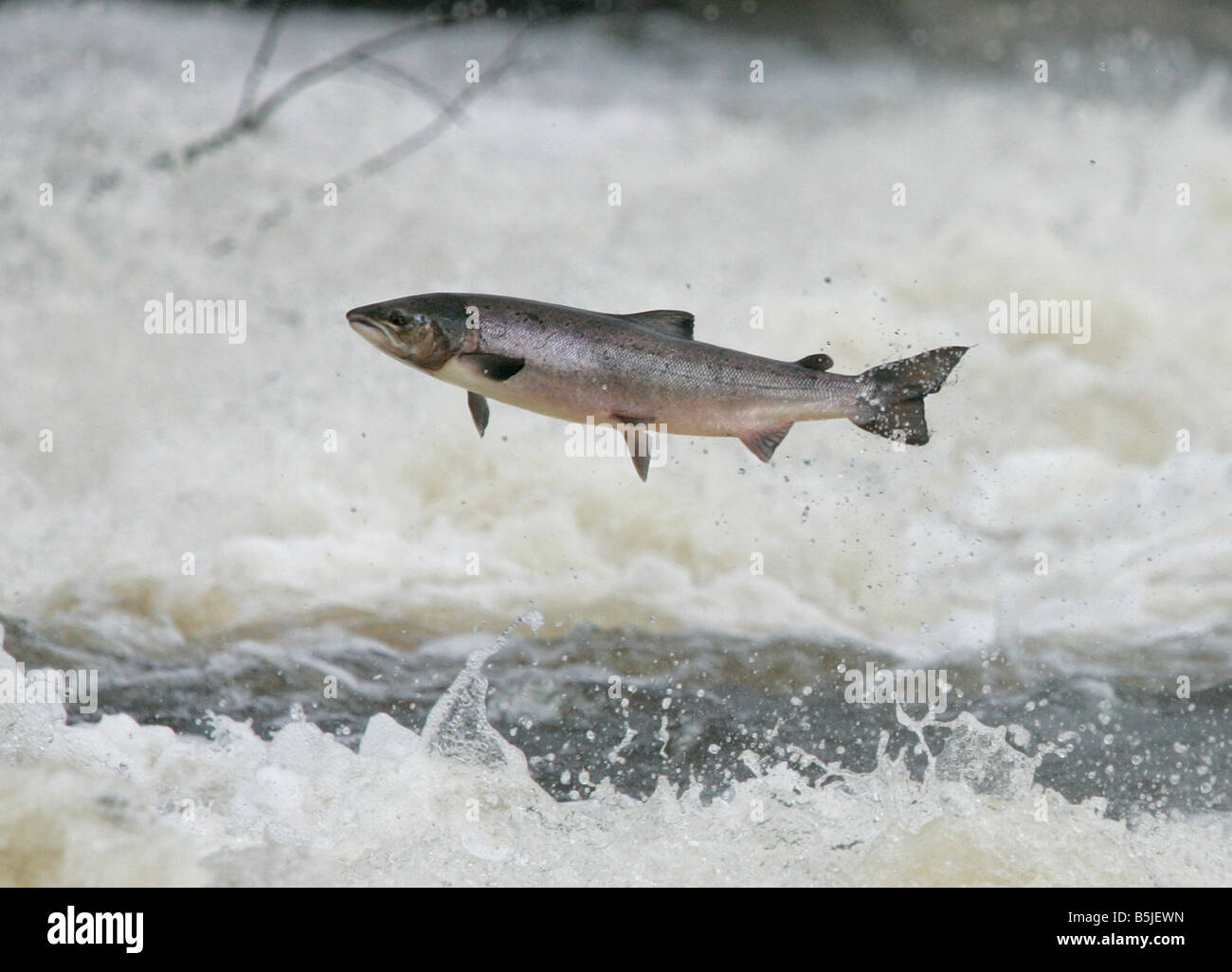 Wild salmon leaping upstream at the  Philiphaugh cauld near at Selkirk in the Scottish Borders Stock Photo