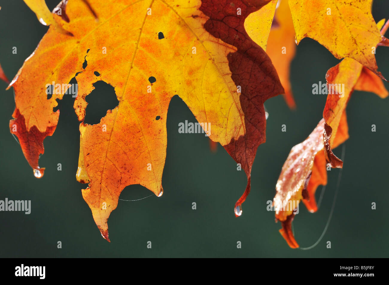 Norway Maple Acer platanoides Crimson Sentry Autumn leaf Stock Photo