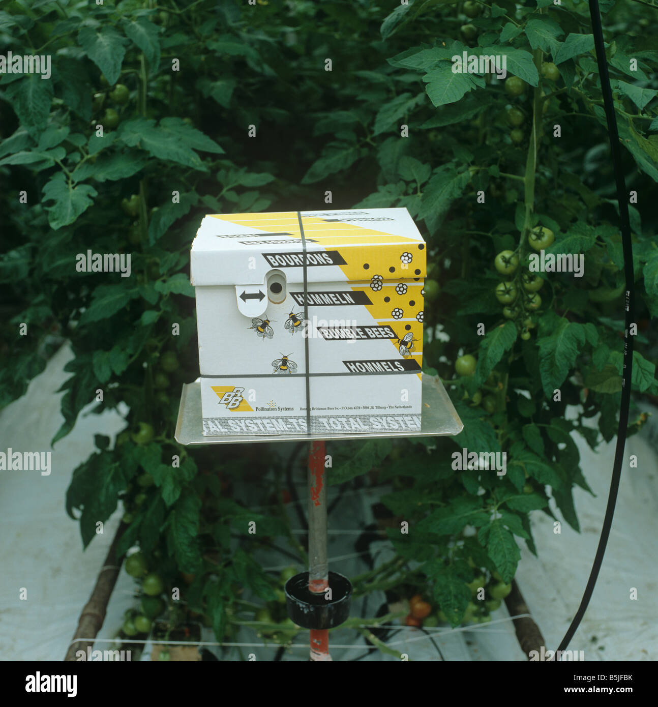 Bumblebee box in a commercial tomato glasshouse Stock Photo