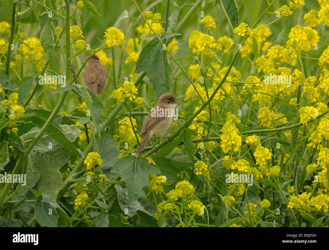 Reed Warbler Stock Photo